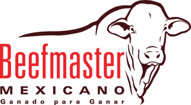 Beefmaster Mexicano